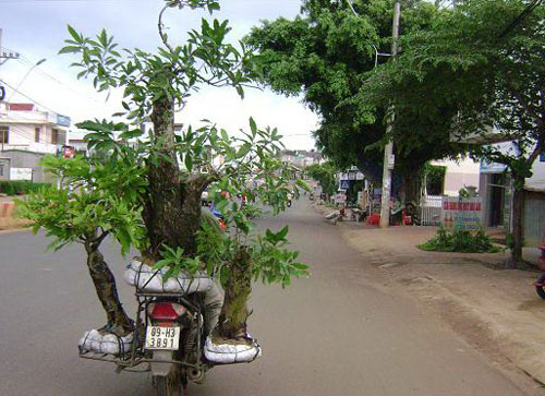 Cảnh giác với “cây cảnh đểu” dịp cuối năm