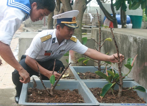 Thiếu tá Hoàng Văn Phước, Chỉ huy trưởng đảo Phan Vinh chăm sóc những cây đa lá đỏ mới được ươm trong chậu composite