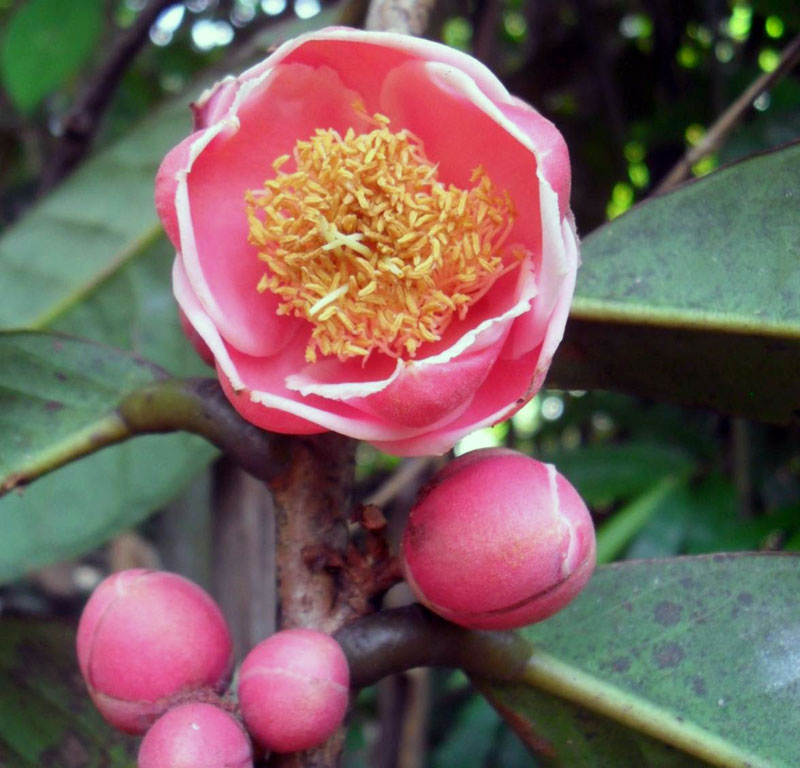 Trà mi màu đỏ vùng Đạ Huoai, Đạ Tẻh, Cát Tiên