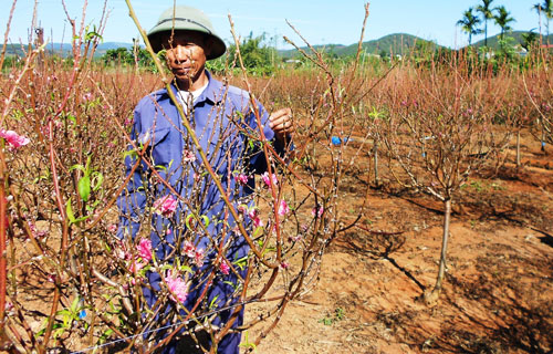 Ông Chu Đức Lợi trong vườn đào Nhật Tân của mình đang “phủ hồng” trên đất Nam Ban, Lâm Hà