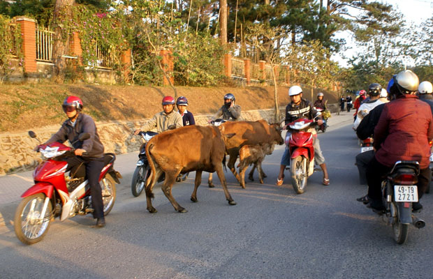 Bò ung dung dạo phố