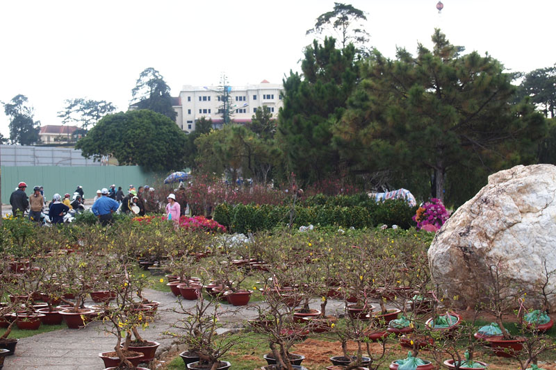 Sắc xuân vào nhà