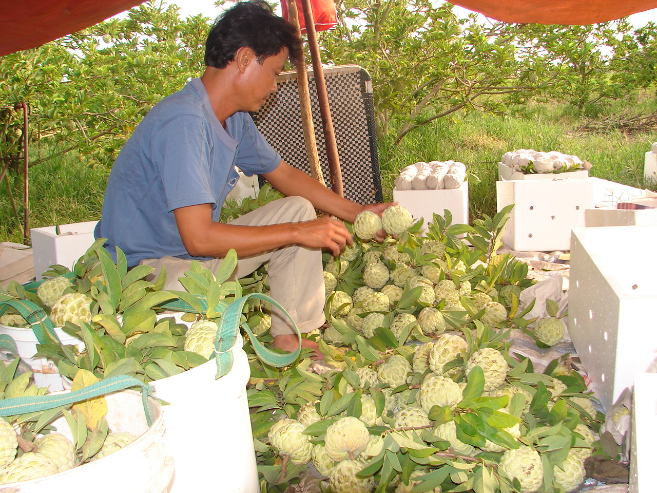 Thu hoạch mãng cầu tại vựa mãng cầu Ba Nhân - ấp Tân Trung, xã Tân Bình, thị xã Tây Ninh