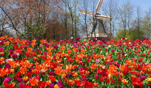 Quyến rũ Lễ hội hoa tuylip Keukenhof 2013