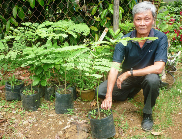 Thầy giáo Bùi Tho bên những cây phượng vàng con