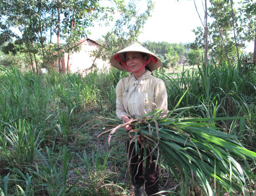 Chị Vi Thị Tuyết, Chi hội trưởng Chi hội phụ nữ thôn Cát Hoà đang cắt cỏ trong vườn nhà để cho bò ăn