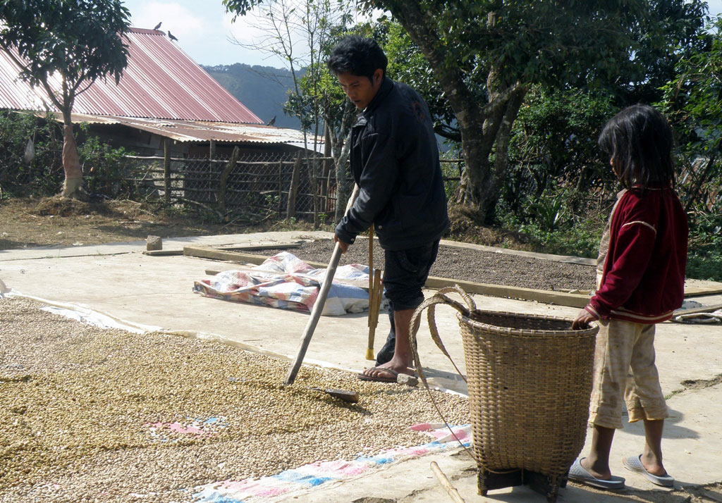 Mô hình thâm canh cà phê tăng năng suất 10-15%