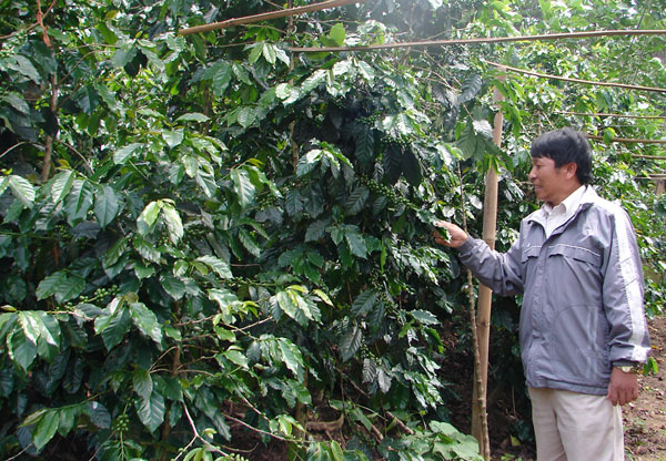 Sự khác biệt của arabica Cầu Đất