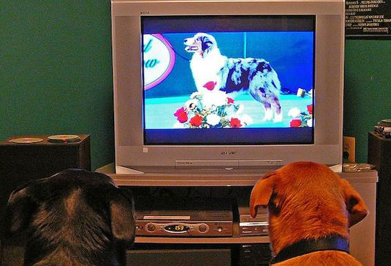 Kênh truyền hình DOGTV sẽ “làm phong phú và nâng cao chất lượng sống của loài chó”