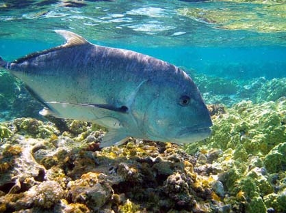 Sinh vật trong khu bảo tồn hải dương quốc gia Papahānaumokuākea. Ảnh: NatGeo