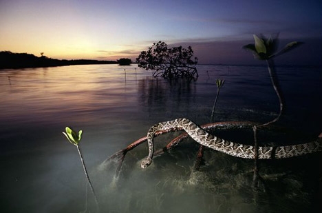 Một con rắn chuông trong vườn quốc gia Everglades. Ảnh: NatGeo