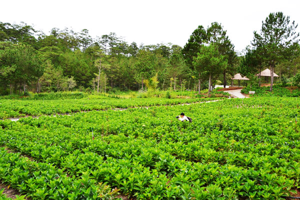 Thung lũng cẩm tú cầu trong thành phố hoa