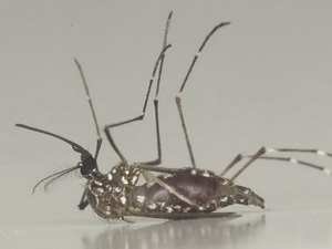  Muỗi Aedes. (Nguồn: NEA)