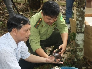 71 cá thể rùa quý hiếm từ châu Âu &quot;bay&quot; về Việt Nam