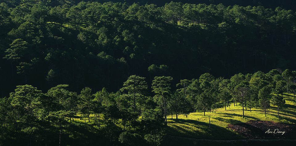 Cánh rừng ban mai yên ả. Ảnh: An Đặng