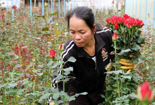 Người làm tự ý bỏ việc, chị Đỗ Thị Thanh Thúy tranh thủ cắt cành cho kịp