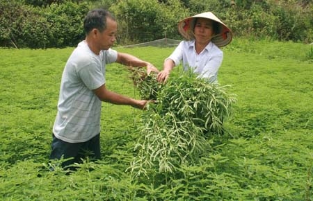 Thu hoạch diệp hạ châu tại gia đình ông Lê Văn Thị (xã Tư Nghĩa, huyện Cát Tiên). Ảnh Hữu Sang