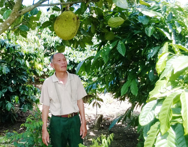 Cựu chiến binh Bùi Ngọc Dung trong vườn cây trái của mình