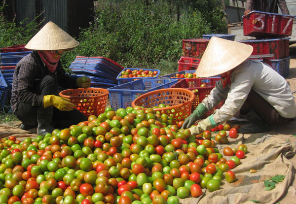 Phát triển nguồn nhân lực nông nghiệp công nghệ cao ở Lâm Đồng