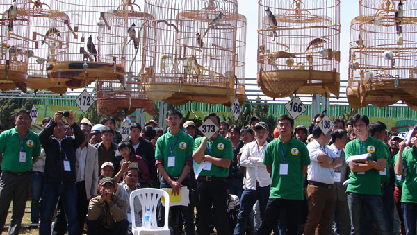 Hội thi tiếng hót chim chào mào