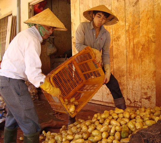 Mặt hàng khoai tây là một trong những đối tượng được quản lý chặt về dư lượng thuốc BVTV của Chi cục BVTV Lâm Đồng