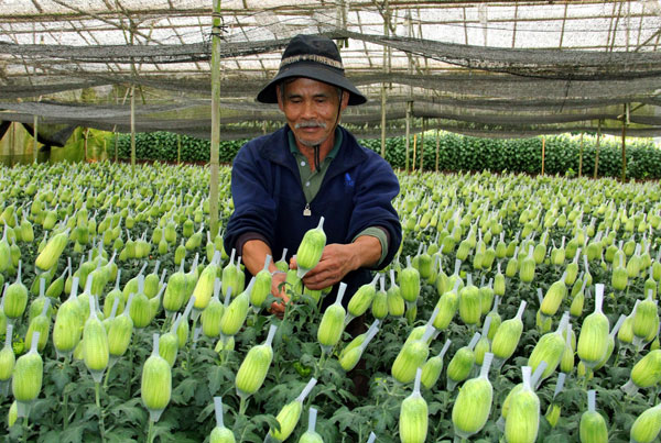 Hoa cúc tua xanh Thái Phiên nổi tiếng