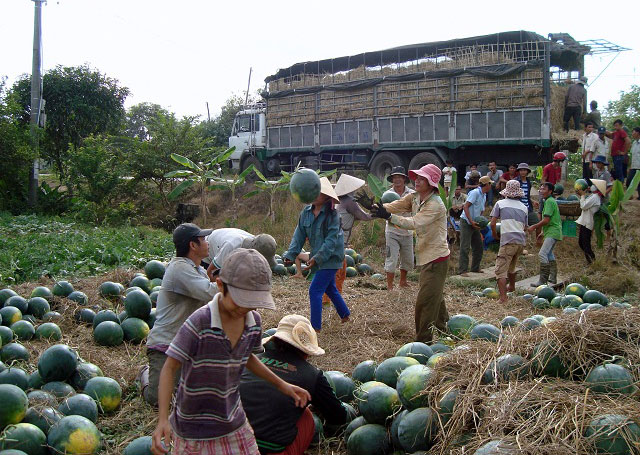 Được mùa dưa hấu Tết