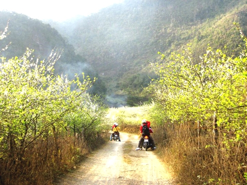 Mùa xuân đến Mộc Châu