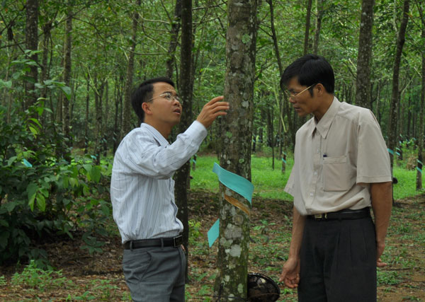 Cây cao su phát triển tốt trên vùng đất Đạ Huoai