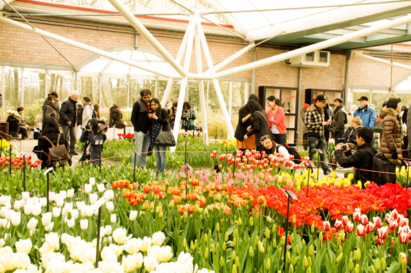 Keukenhof - Vườn hoa mùa xuân đẹp nhất thế giới