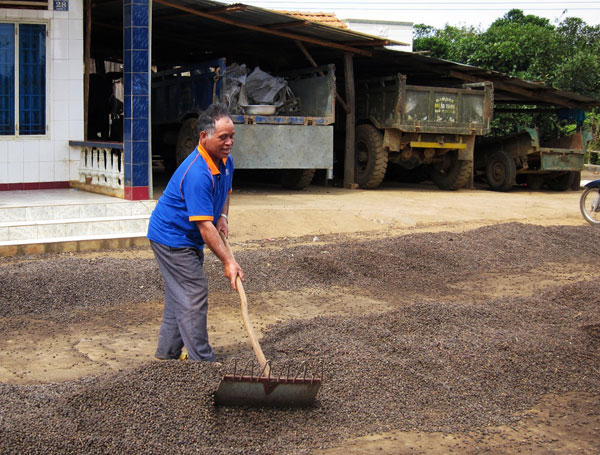 Nhờ canh tác cà phê, nên gia đình ông K’ Brẻoh đã khá giả