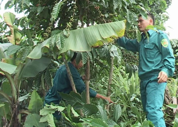 Dân quân xã Tân Hội chăm sóc vườn cà phê được giao