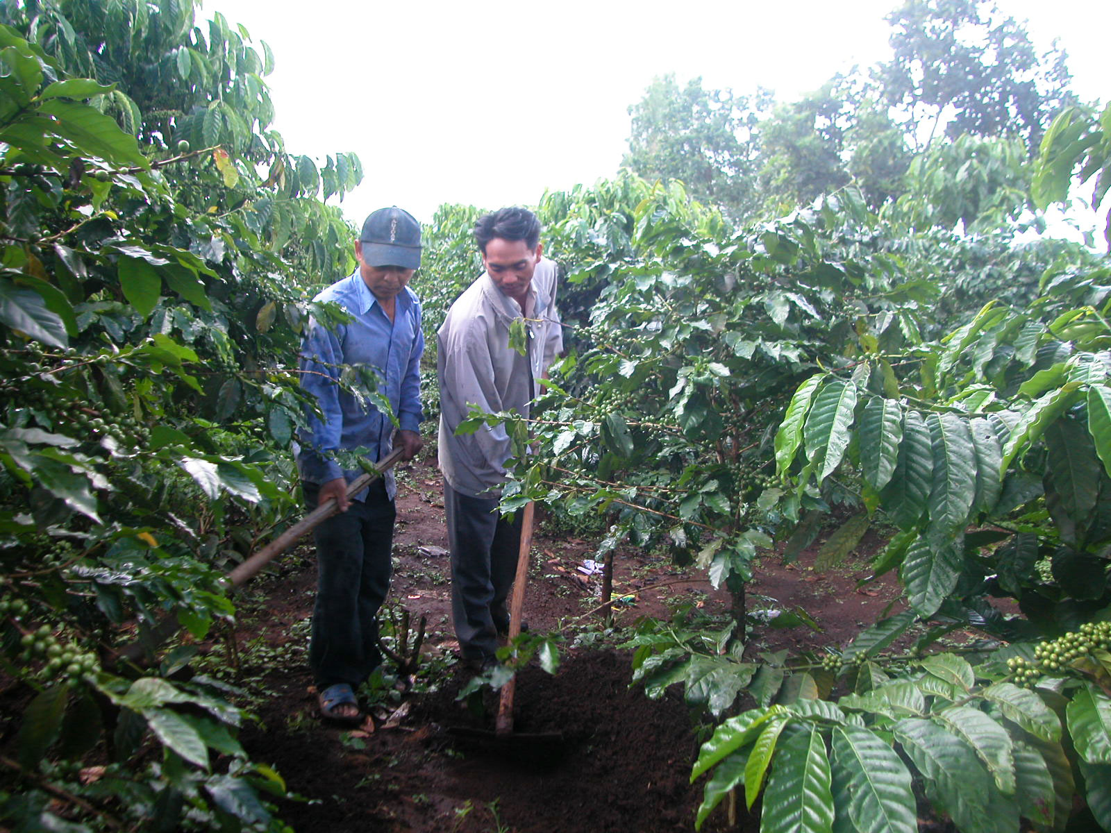 Nhờ làm tốt công tác tuyên truyền miệng nên trong 3 năm qua Đạ Huoai đã chuyển đổi được 1.960 ha cây trồng có giá trị cao