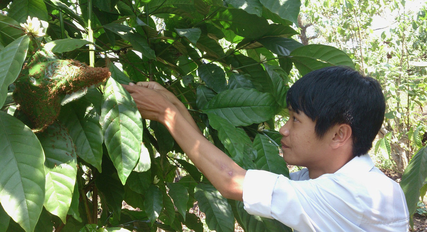 Em Nguyễn Duy Tân vẫn tiếp tục thử nghiệm nuôi kiến vàng để chuẩn bị cho các cuộc thi tiếp theo