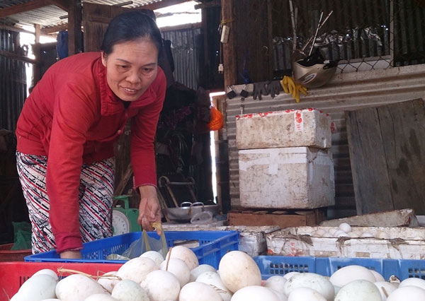 Nhờ vốn vay của Quỹ hỗ trợ phụ nữ nghèo, chị Lê Thị Hằng có thêm thu nhập từ việc buôn bán trứng