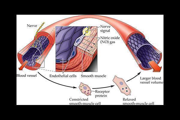 Vì sao cần bổ sung oxid nitric?