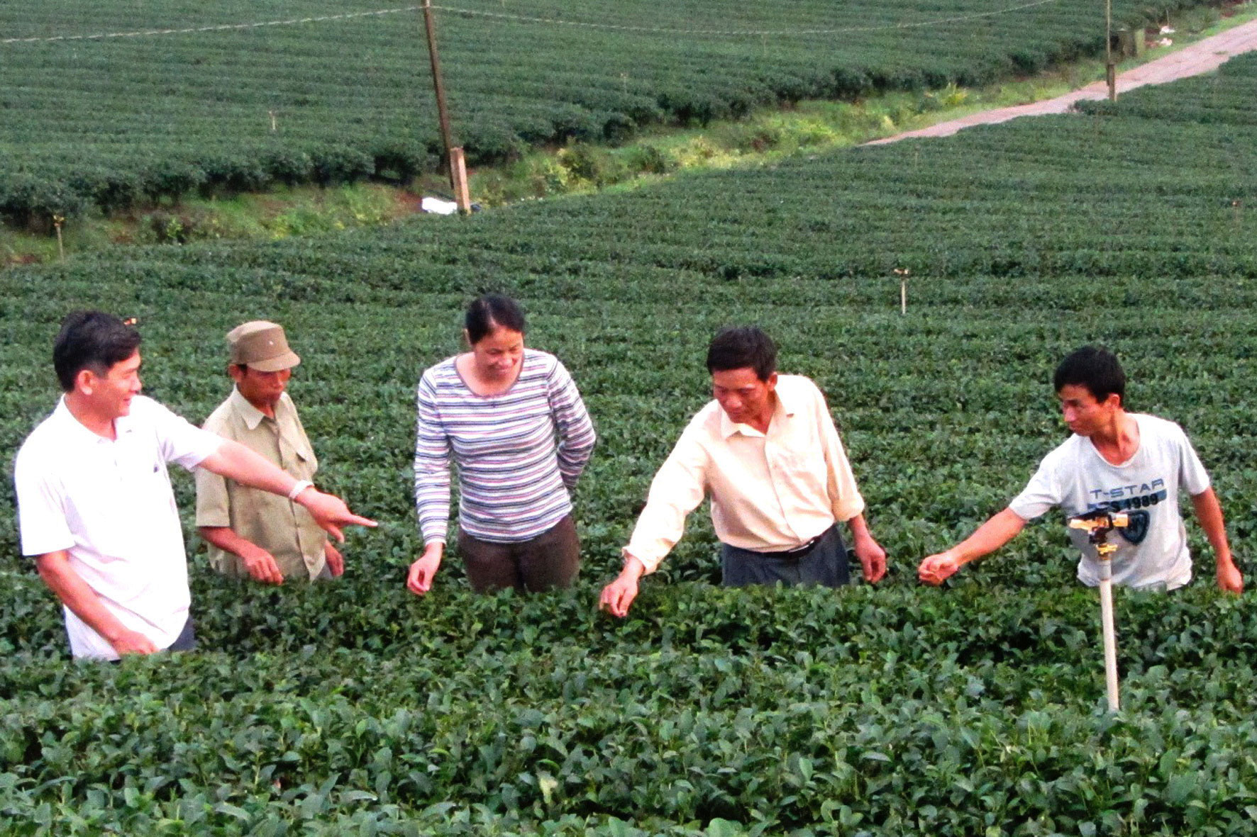 Người cán bộ Mặt trận "có duyên" với chè Oolong