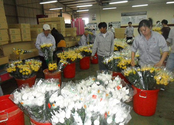 Không khí làm việc khẩn trương của công nhân tại Công ty Dalat Hasfarm