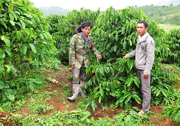 Ông K’Lãm (trái) bên vườn cà phê ghép 3 năm tuổi