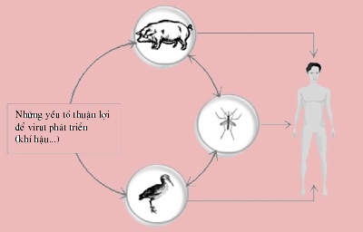 Viêm não Nhật Bản nguy hiểm như thế nào?