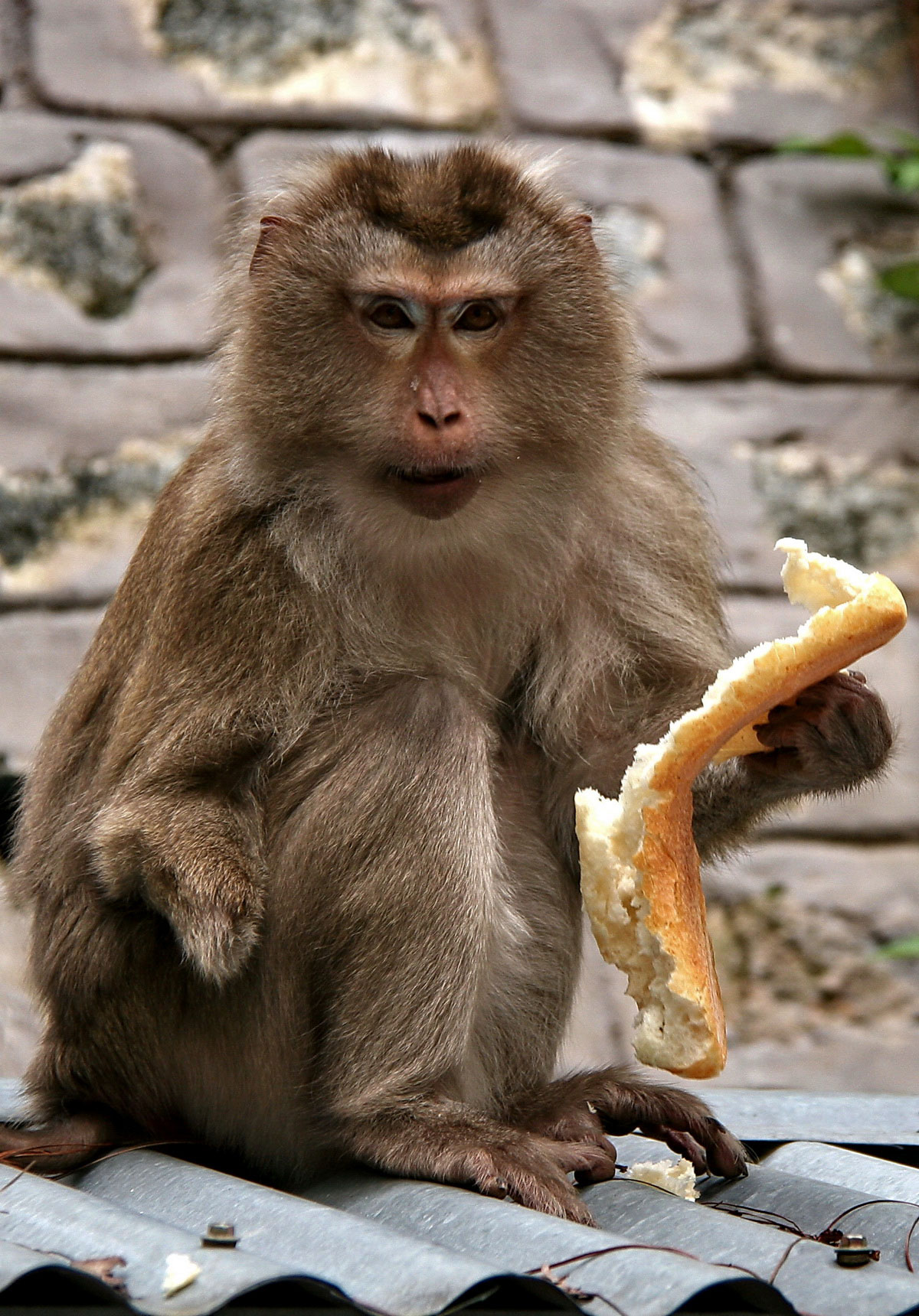 Hai cá thể khỉ đuôi lợn vừa được trả về môi trường tự nhiên 
