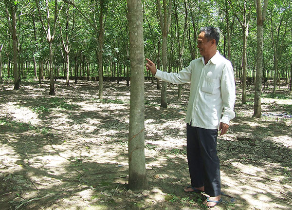 Người cựu chiến binh làm giàu từ &quot;vàng&quot; trắng