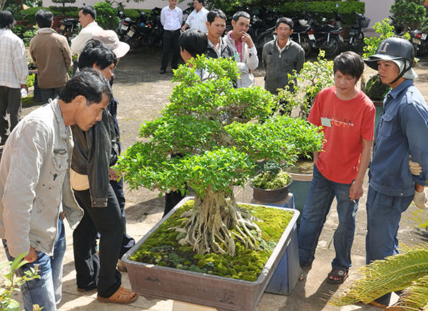 Hội sinh vật cảnh Di Linh: Một &quot;sân chơi&quot; có sức thu hút