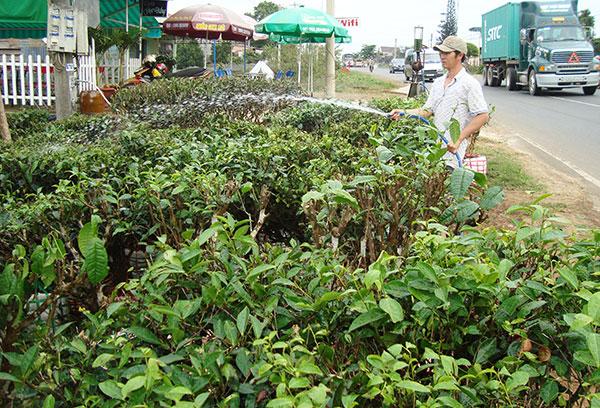 &quot;Hương trà trên cao nguyên Lâm Đồng&quot;