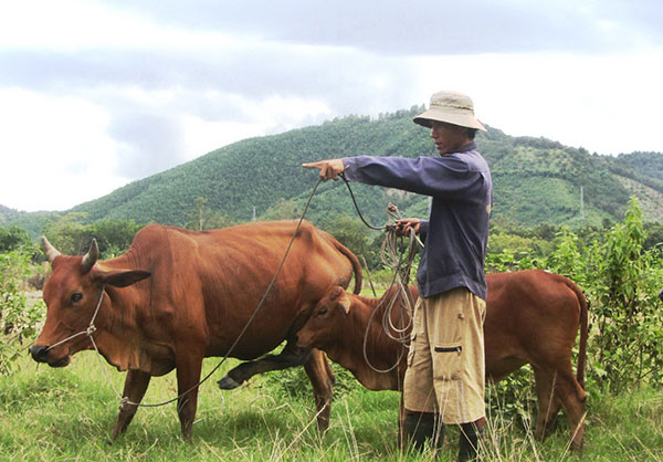 Anh Võ Ngọc Long (thôn 2, xã Mađaguôi) với cặp bò mua từ vốn của Quỹ Hỗ trợ thanh niên lập nghiệp