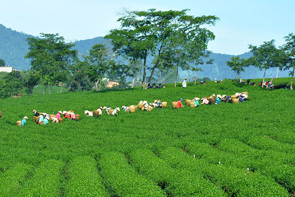 Vườn chè Bảo Lộc