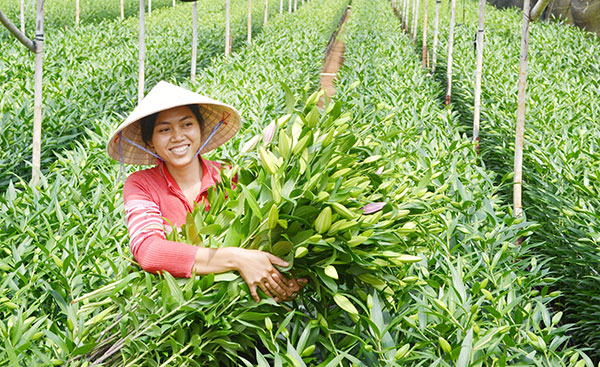 Sản xuất nông nghiệp theo hướng công nghệ cao đóng góp vào sự tăng trưởng của kinh tế Đà Lạt. Ảnh: VĂN BÁU