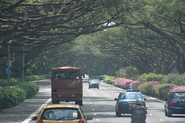 Cây xanh hai bên đường phố đan nhánh vào nhau che mát con đường dẫn đến sân bay Changi