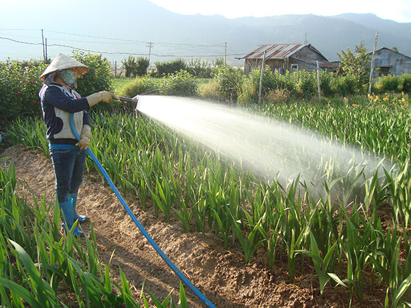 Hoa tết &quot;lành ít, dữ nhiều&quot;