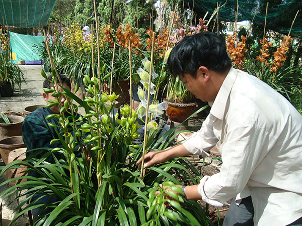 Năm nay, mỗi chậu địa lan có đến 9 cành nở đúng tết xem ra rất hiếm